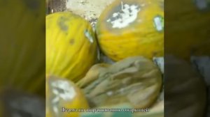 Разведение мухи чёрная львинка.