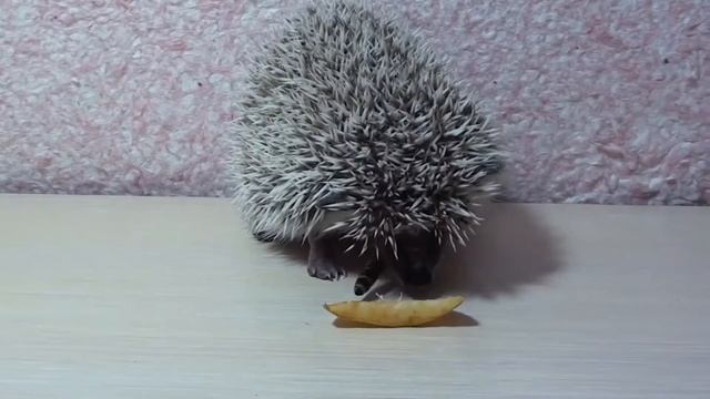 Чем мой ежик питается смотреть онлайн