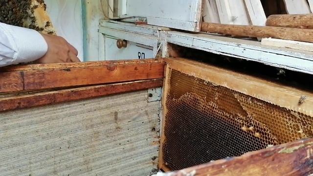 Не забывайте про пчёл смотреть онлайн