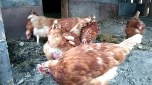 Корми своих курочек землей и травой.