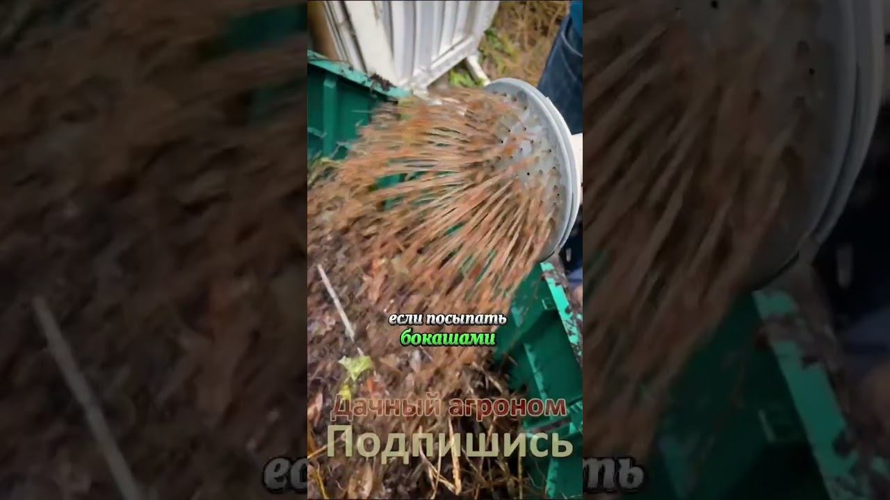 ЛУЧШЕ всякого НАВОЗА! Сделай ЛЮБУЮ почву как ХЛЕБ Дачный агроном