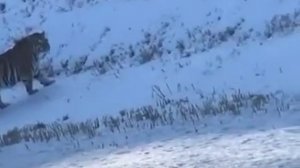 Амурский тигр в природе