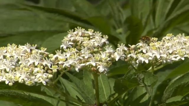 Автор МЗИЯ СОЛОМОНИЯ Моя Родина Абхазия 2009 г  октябрь