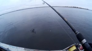 жерех на спиннинг поздней осенью