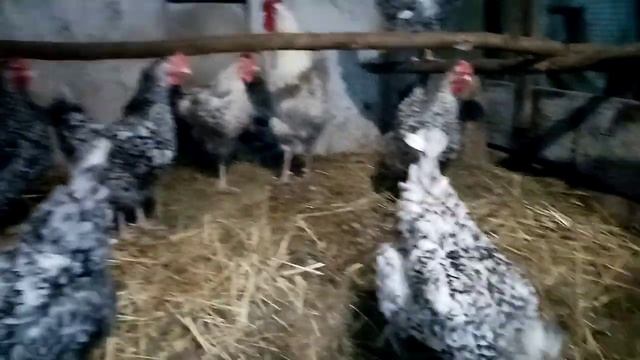 Содержание кур в неотапливаемом  сарае!!! Яйценоскость кур зимой!!!