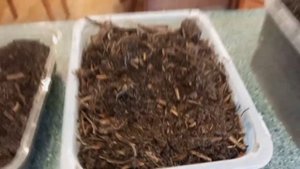 Лучший плодородный грунт для рассады