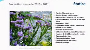 Statice: plante annuelle