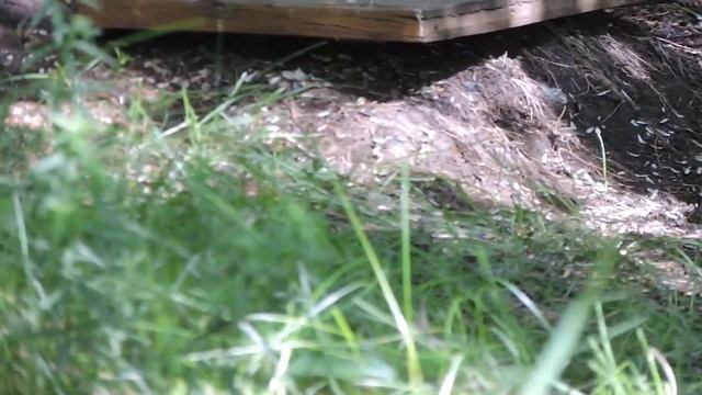 "Зеленушка и грибы в лесном уголке". смотреть онлайн