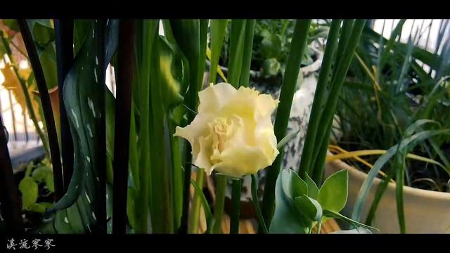 洋桔梗-Eustoma смотреть онлайн