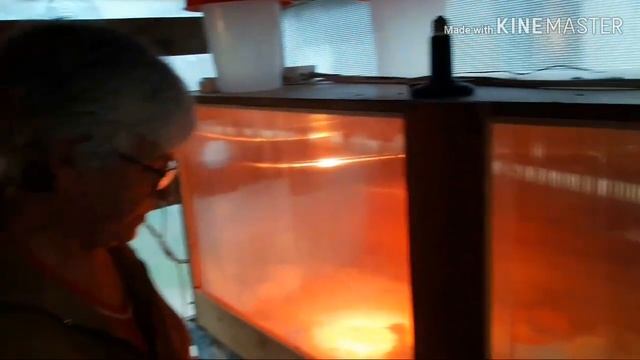 Индюшата Хайбрид Конвертер от 0 до10дней
