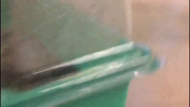 Живородящий папоротник Асплениум Бульбоферум. смотреть онлайн