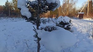 Бордюр из елей. зима 2020.топиарий своими руками.хобби.живая изгородь бордюр.формовка елей