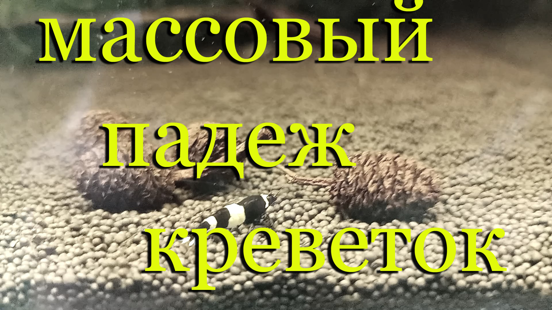 Почему умирают гибнут креветки в аквариуме? Массовый падёж креветок в креветочнике: Что делать?