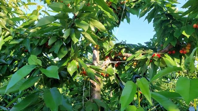 Κεράσι Samba σε Gi6. Χαρακτηριστικά της ποικιλίας. смотреть онлайн