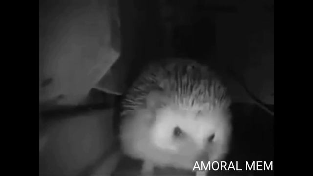 ШОООК!!! У ЁЖИКА НАЧАЛИСЬ МНОГОКРАТНЫЕ РВОТНЫЕ РЕФЛЕКСЫ ОТ РЕАКЦИИ ШКОЛЬНИКА НА ЛЕГУ В БРАВЛ САСЕ. смотреть онлайн