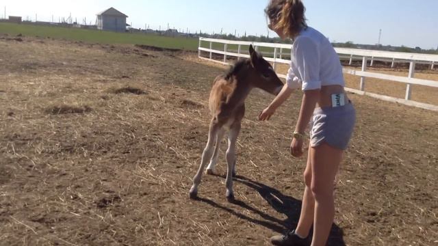 Юпитер. Маленький жеребенок. 12 мая 2016 г. смотреть онлайн