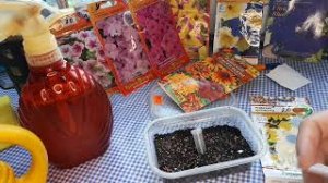 9. Сею цветы,  очаровательные рудбекии.( февраль 2022 г.)