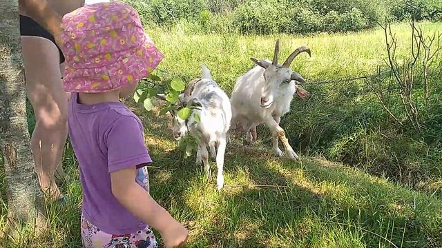 Евочка кормит козочек. Природа, дача - что может быть лучше?! смотреть онлайн