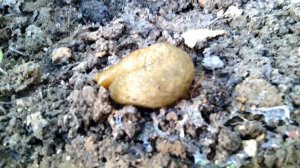 Слизень (слизняк)