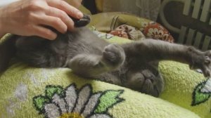 Котусик балдит!  ( cat purrs ). mp4