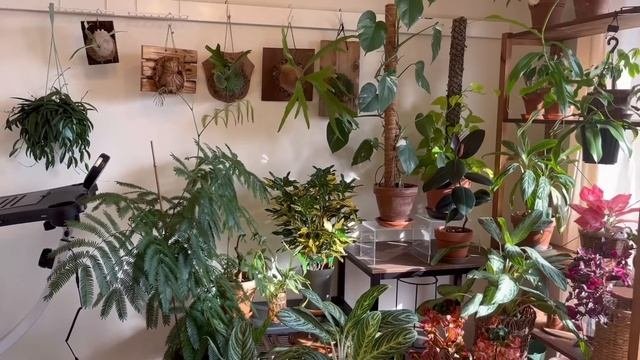 植物の美しい飾り方と配置方法 | 観葉植物インテリア | リビングルームツアー | 植物はアート | 植物紹介 | インテリアの配色は３色にする