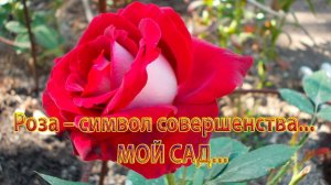 Роза – символ совершенства*      МОЙ САД