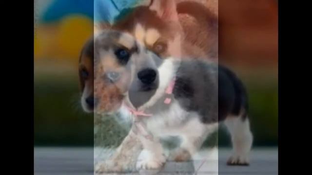 Мое слайд-шоу про милых собачек смотреть онлайн