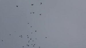 15.11.19.Голуби  Такла и Ленинаканцы. Pigeons Takla and Leninakans.