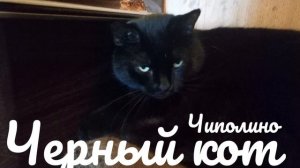 Чиполино - песня черный кот.