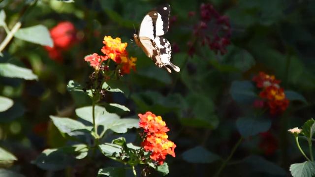 Our Tanzania смотреть онлайн