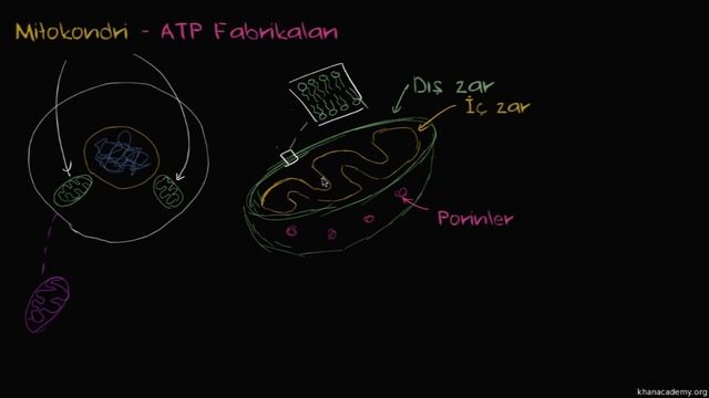 Mitokondri - ATP Fabrikaları (Biyoloji / Hücrenin Yapısı)
