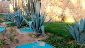 SENTIDO REEF OASIS SENSES RESORT