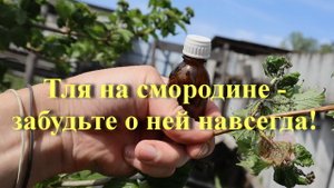Тля на смородине - забудьте о ней навсегда!