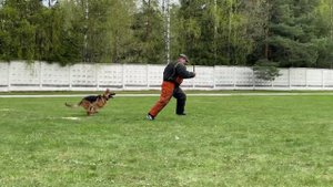 Чемпионат кинологов ФСИН