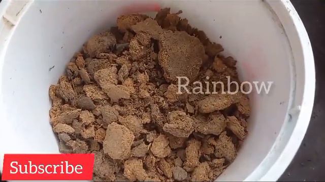 🔴नर्सरी बाला खाद से ढेरों फूल और कलीया पाएँ/fertilizer for hibiscus blooms/Flower fertilizer#गुड़हल смотреть онлайн