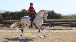 LOTO -TOP DRESSAGE PROSPECT FOR GPRIX - FANTASTIC PRE HORSES