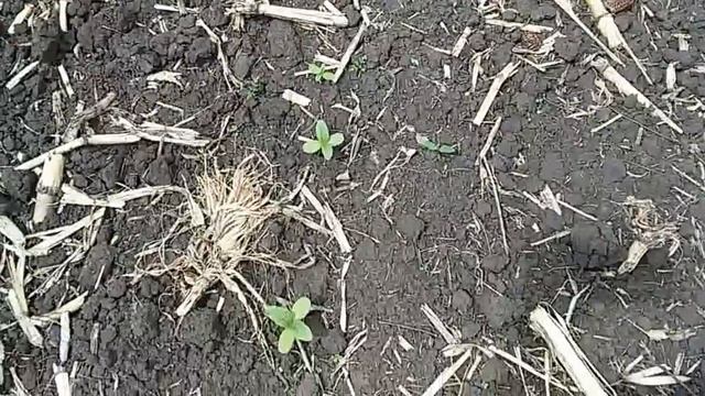 Выращивание подсолнечника .Первые всходы подсолнечника на дискованом поле . смотреть онлайн