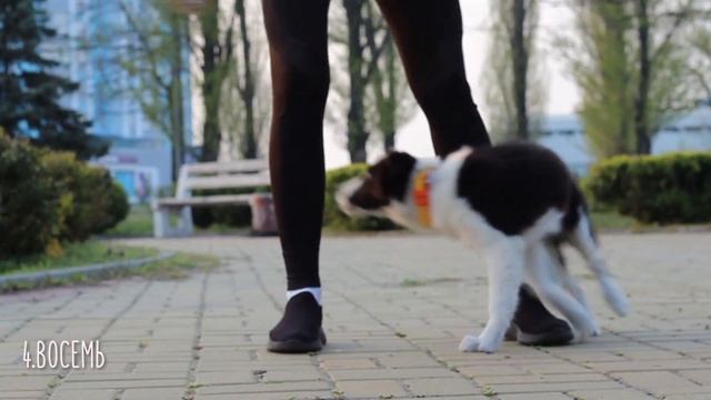 Dog vs Cat tricks Challenge | Самая умная Собака против Самого умного Кота смотреть онлайн
