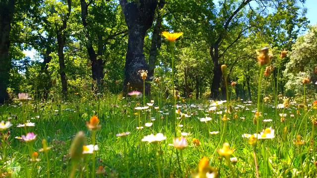 Nature sounds  birds singing