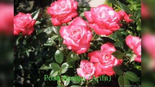 Rose Arifa (Роза Aрифа) смотреть онлайн