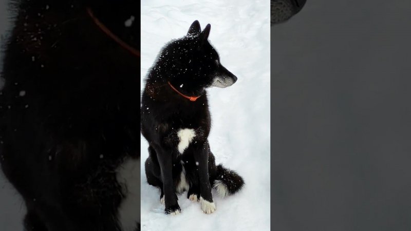 Новогодняя Чернушка