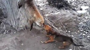 Охота на лису с таксой