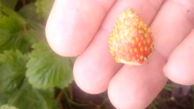 Собираю землянику на даче 27 сентября смотреть онлайн