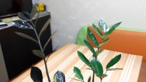 Zamioculcas RAVEN. Замиокулькас Черный.