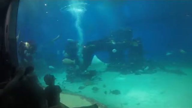 Эйлат, Океанариум_2 смотреть онлайн