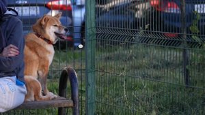 6 главных правил прогулки с собакой в парке летом о чем важно помнить