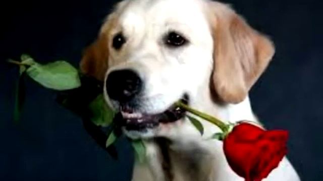 Топ 5 самых красивых собак мира