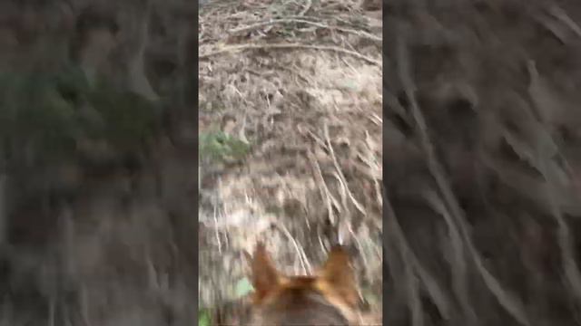 Rabid Squirrel Attacks