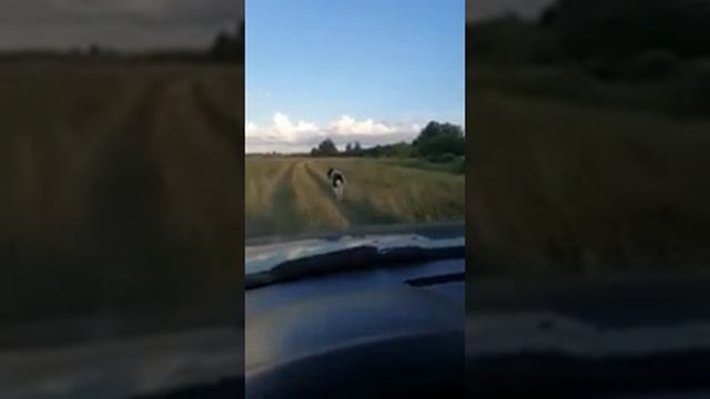 ЖИГАН-2 сын ЖИГАНА Алматинского , в тренинге..... смотреть онлайн