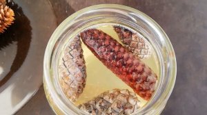 Отбеливаю шишки для декора. РЕЗУЛЬТАТ.